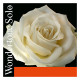 PIRASTRO WONDERTONE SOLO 410521